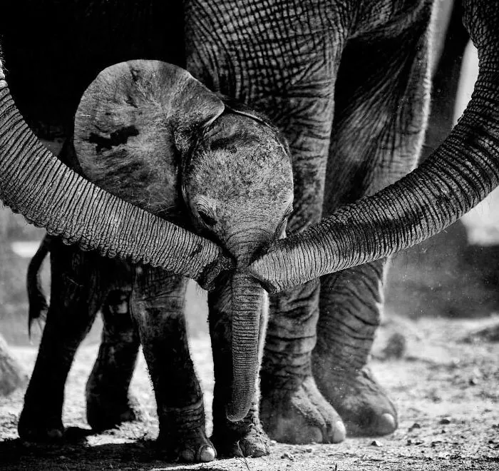 I Captured A Moment When One Bull Elephant Was Trying To Separate A Baby From Its Mother And The Whole Elephant Family Stood Up To Protect It (13 Pics)
