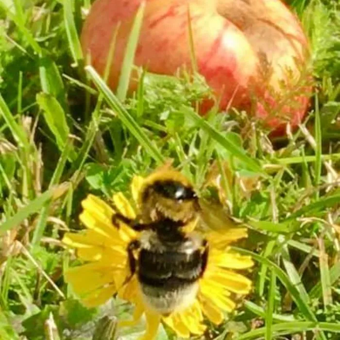 Bumblebee On A Flower