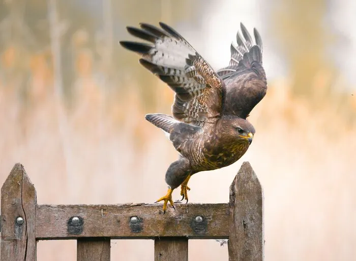 He pasado 5 años captando fotos perfectamente sincronizadas de animales en la naturaleza (35 fotos)