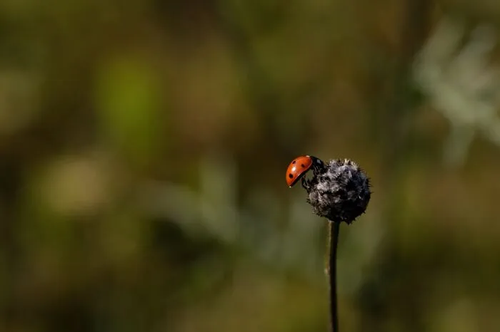 Little Ladybug