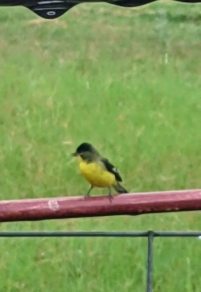 Blurry Photo Of A Bird I Found