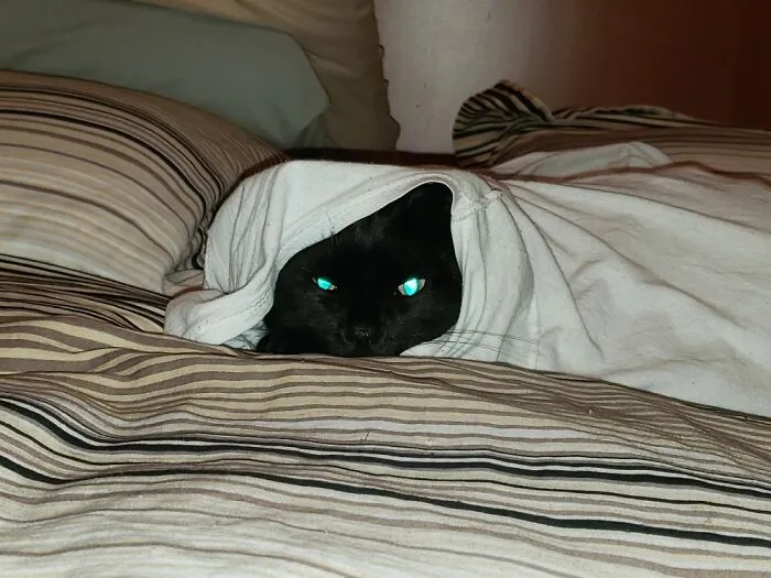 Late Morning Laziness