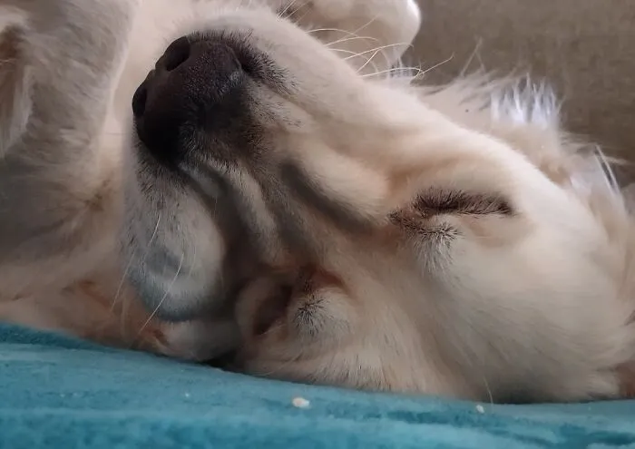A Boy's Chops Slacken In His Snoozing