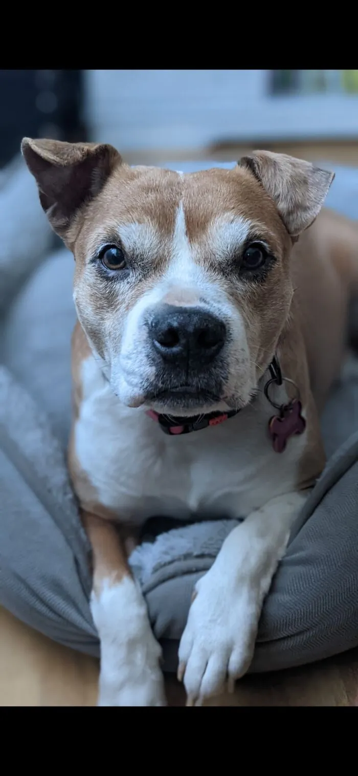 This Is Turtle.