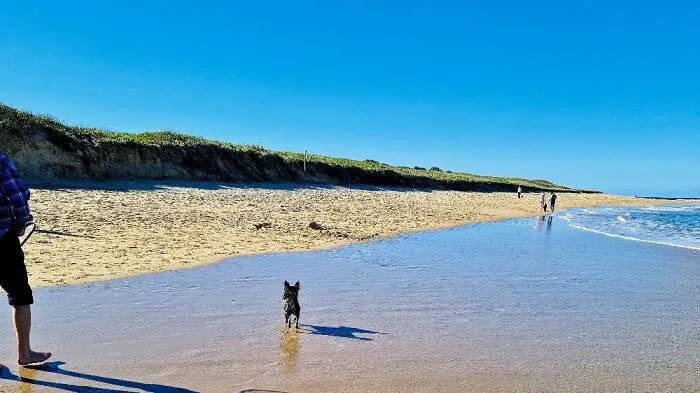 Dog ⛱  East Corrimal, Wollongong Australia
