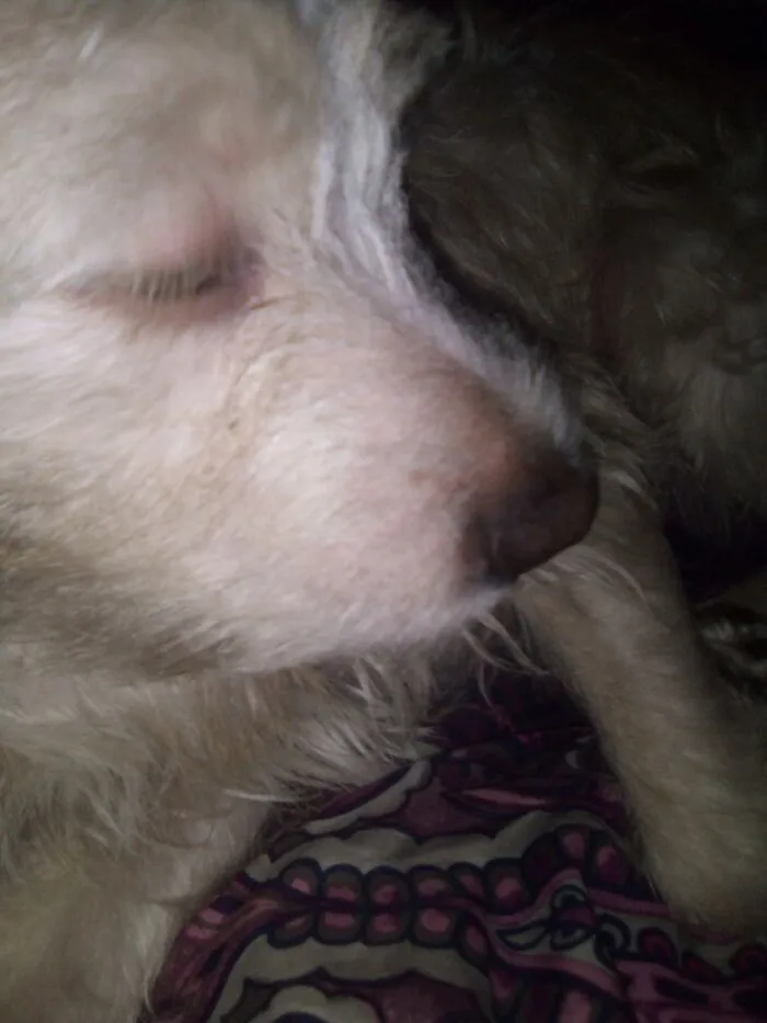 My Cuz 🐕 Rlly Cute 🥰 And I Will Be Posting The 🐈 S Nose In A Bit