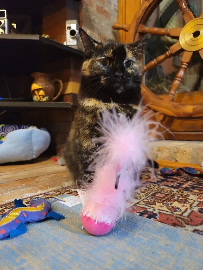I Play With Human's "Mind". Screw These Fluffy, Fleathery Toys