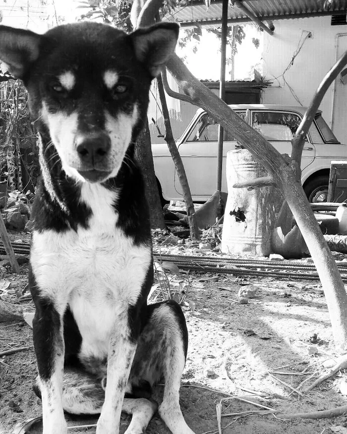 I Miss Him....15 Years Old ...blacky..❤️