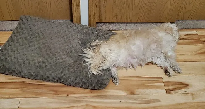 Not Sure About The New Bed. Just The Leg For Now.