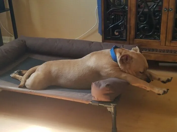 Dreaming Of Flying. All He Needs Is A Cape!