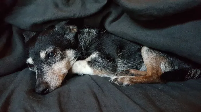 My 14 Year Old Gremlin