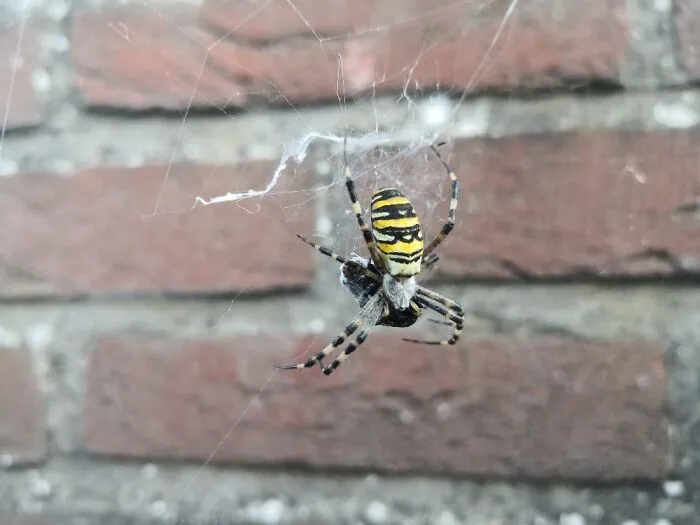 Not The Coolest Ever But Very Recent.