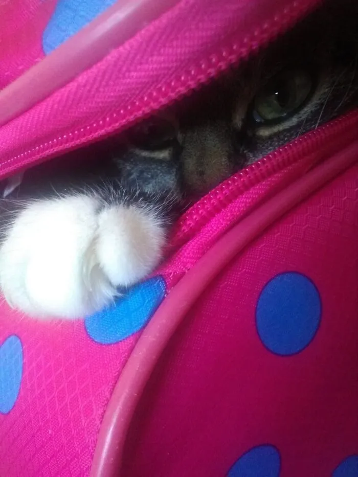 I Comes Toooooo ?