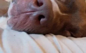 Hey Pandas, Post A Pic Of A Cute Nose (Closed)