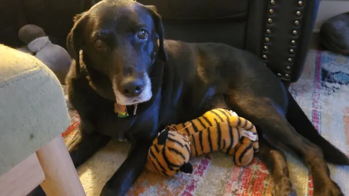 Vader Is 15 And The Best Dog In The History Of Dogs.