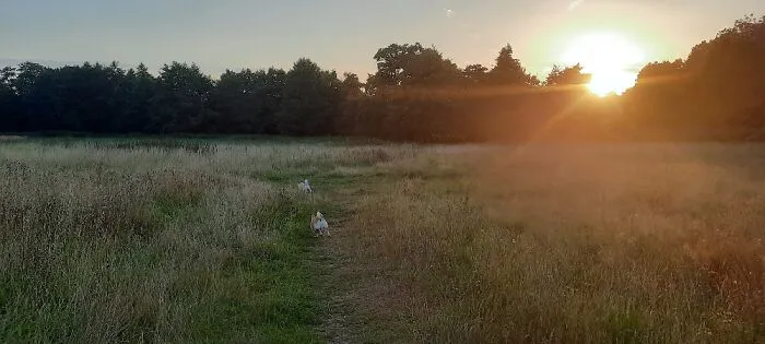 I Call This "Puppy Bottoms By Sunset"