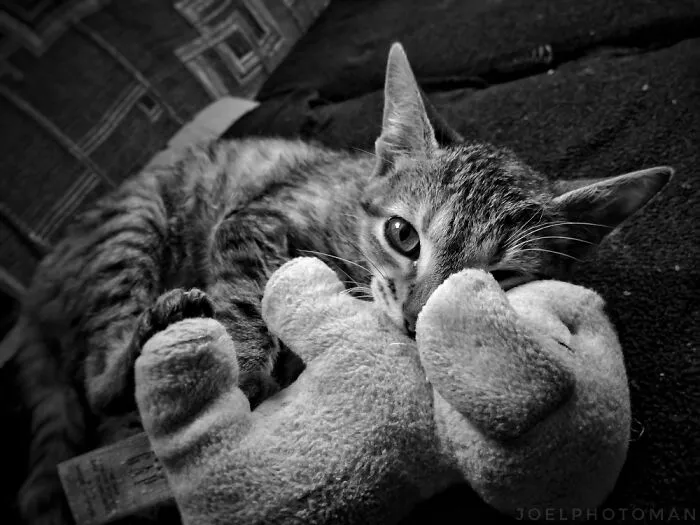 Simbaness