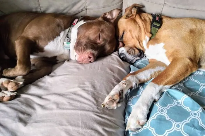 Double Smoosh Boops