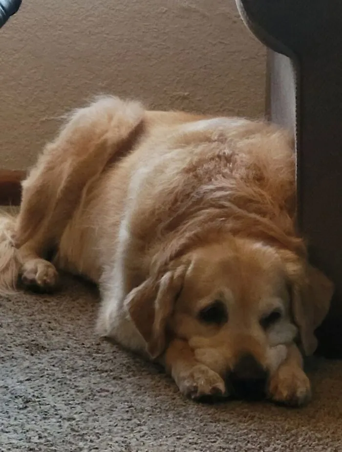My Dog Stewart, Acting Pathetic...