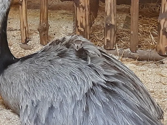 Zoo Salzburg