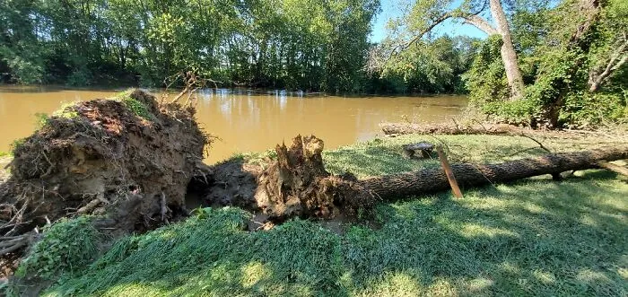 Trees Down And The Water Still Pretty High.