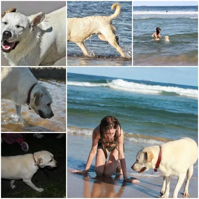 Milly Our Labrador. Passed Away May 2021. Lived In Wollongong 🇦🇺 I Was 12. X