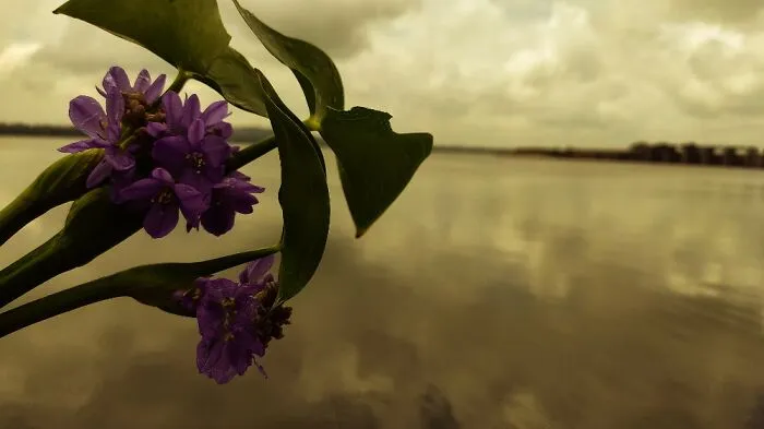 Lake And A Flower From It...