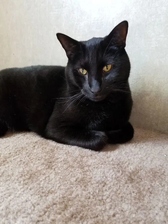 Mr.basil Fawlty Mctoebeans My 16 Pound Best Friend