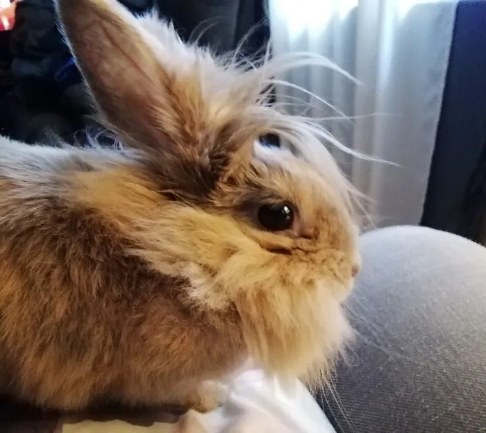 My Pet Rabbit Bugsy.