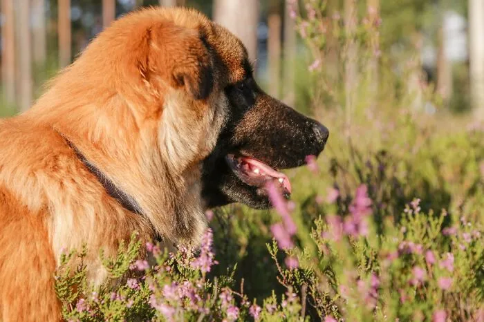 My Puppy In Nature