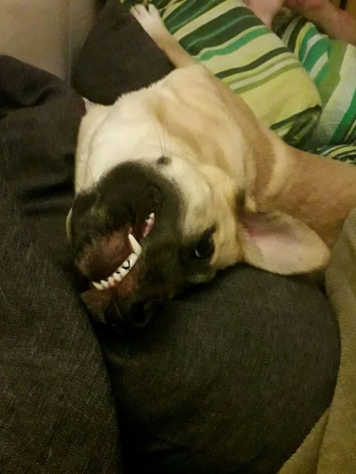 Teefs