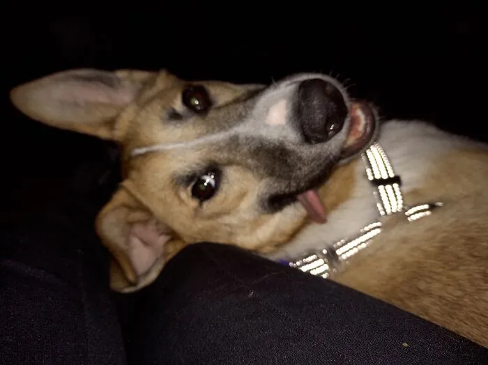 My Dog Piper :)
