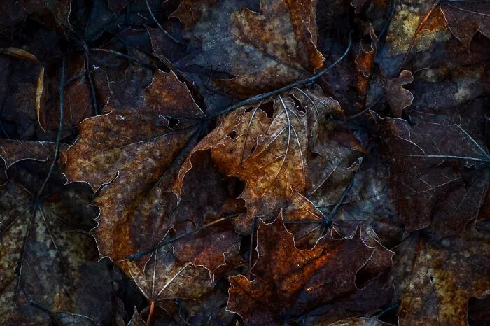 These Frozen Leaves
