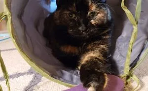Hey Pandas, What Does Your Pet Play With? (Closed)