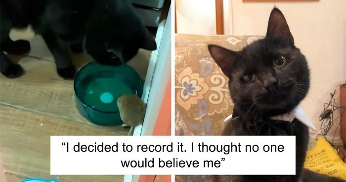 Cat Was Supposed To Catch A Mouse Living In The House, But Made Friends With It Instead