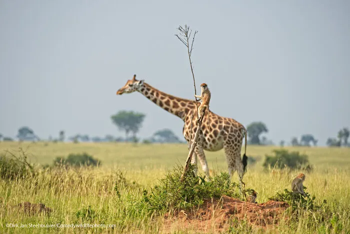 Monkey Riding A Giraffe