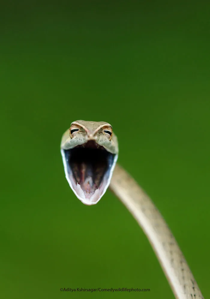 Serpiente risueña