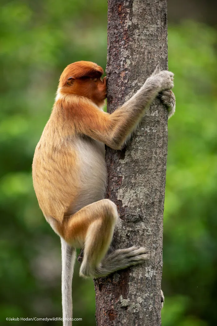 Treehugger