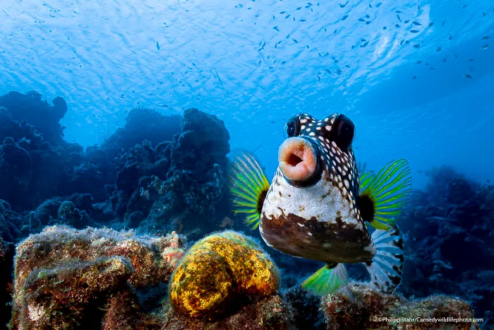 Sweet Lips Are For Kissing!