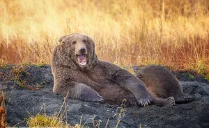 The 2021 Comedy Wildlife Photography Awards Have Just Announced Their Finalists, And Here Are 40 Of The Funniest Photos To Crack You Up