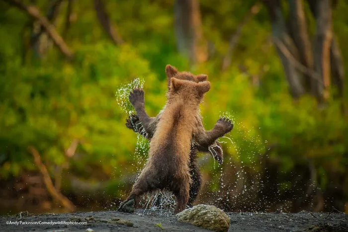 Let's Dance