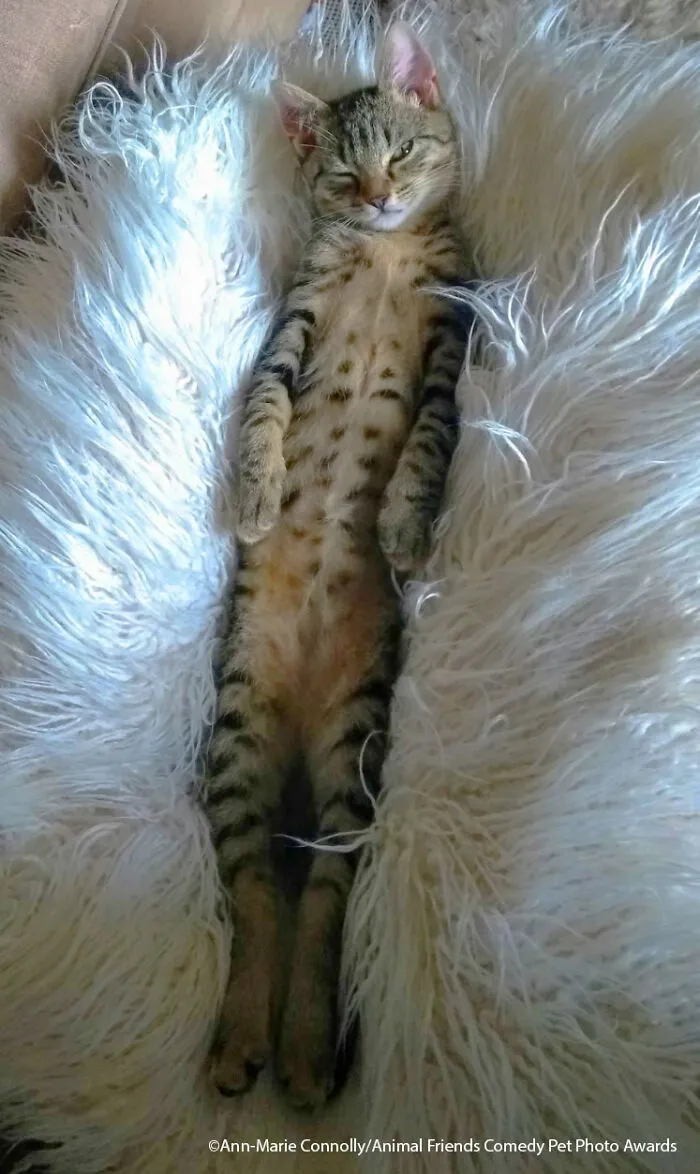 Albie The Kitten By Ann-Marie Connolly