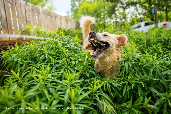 Jurassic Bark By Carmen Cromer