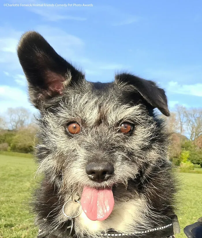 Those Ears By Charlotte Fenwick