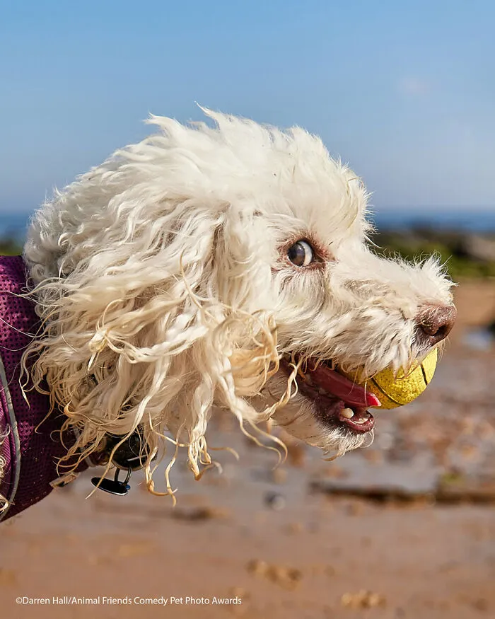 El caniche interminable por Darren Hall