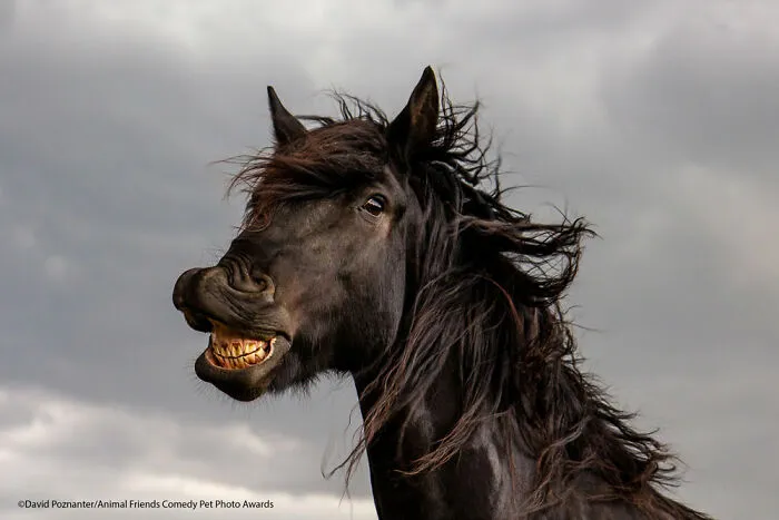 Cheeeese! By David Poznanter