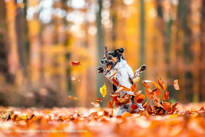 Loca de amor por el otoño por Diana Jill Mehner