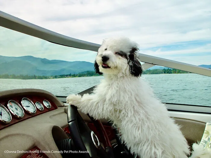 Licensed To Drive! By Donna Deshon