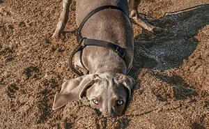 If You're Having A Bad Day, These Finalists From Comedy Pet Photography Awards 2021 Are Bound To Make It Better (35 Pics)