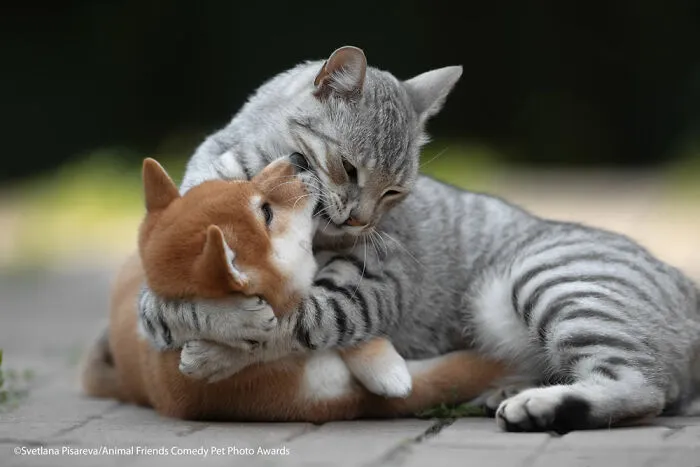 Abrazo de amor por Svetlana Pisareva